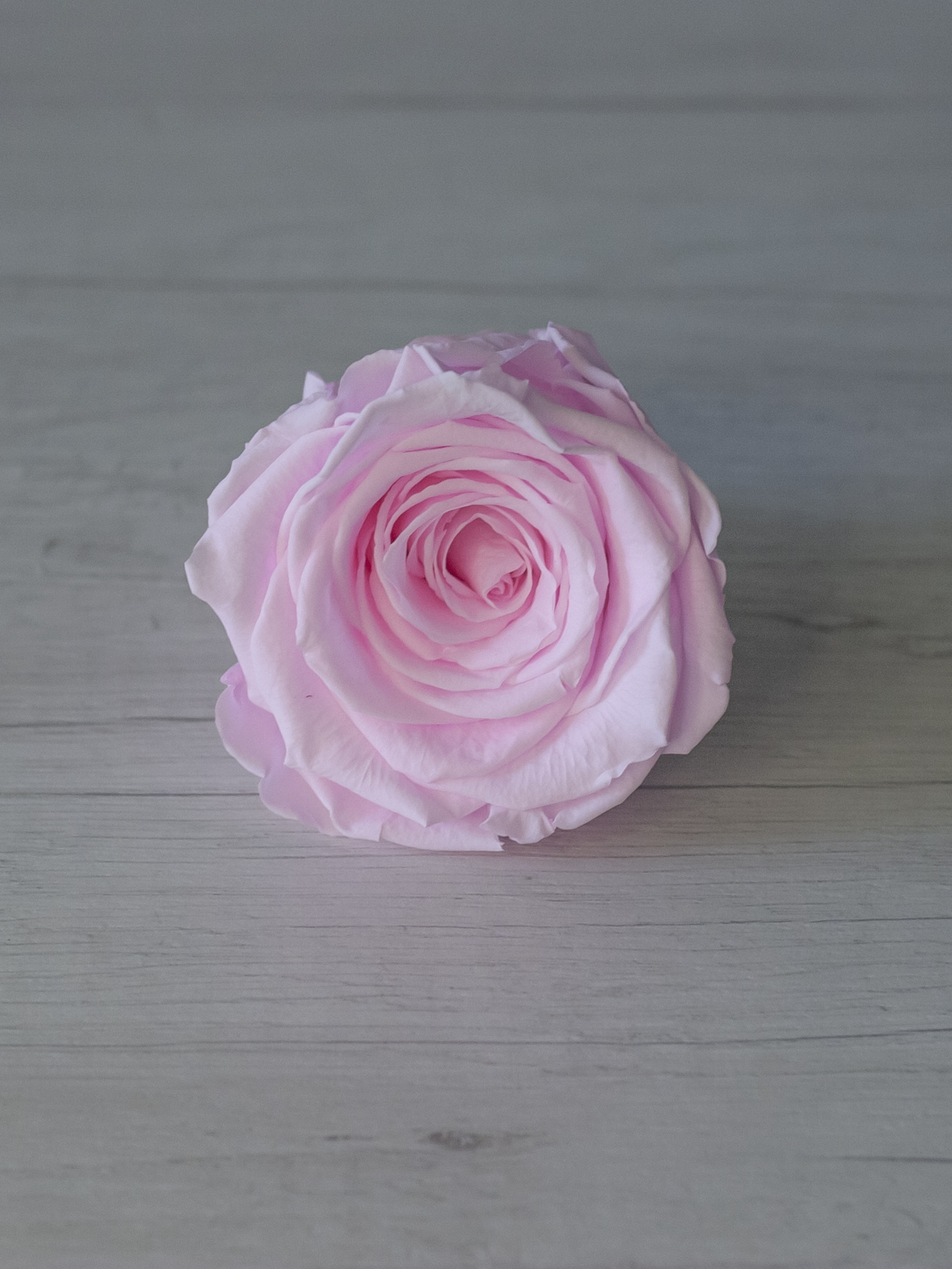 Троянда стабілізована RoseAmor XL Pin 99 яскраво-рожева
