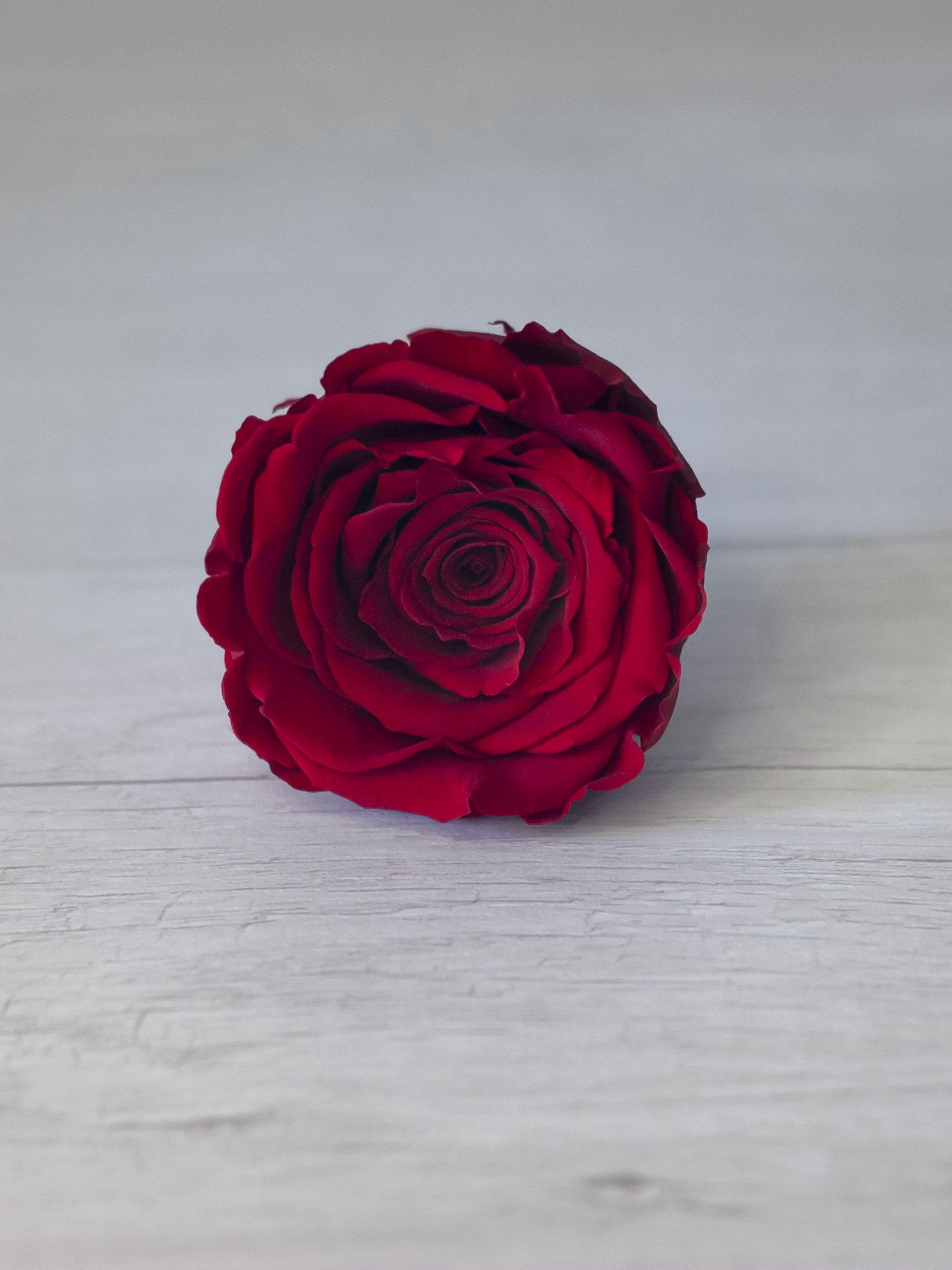 Роза стабилизированная RoseAmor LL+ Red 02 красная