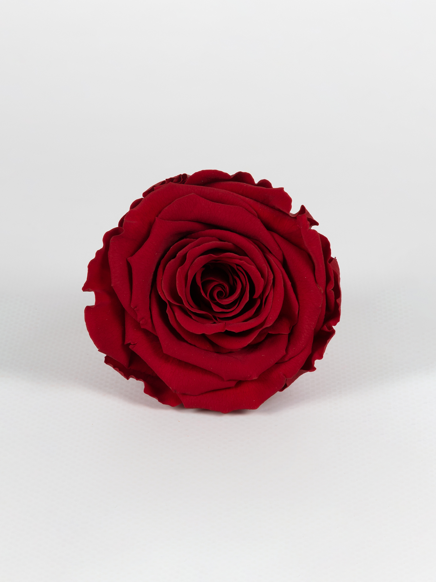 Троянда стабілізована RoseAmor LL+ Red 01 бургунді