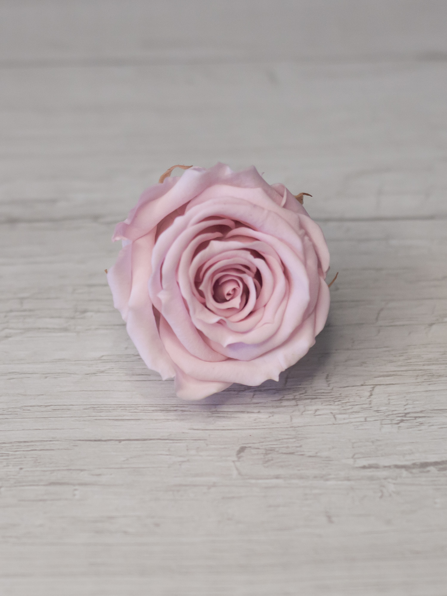 Роза стабилизированная RoseAmor S Pin 04 светло-розовая