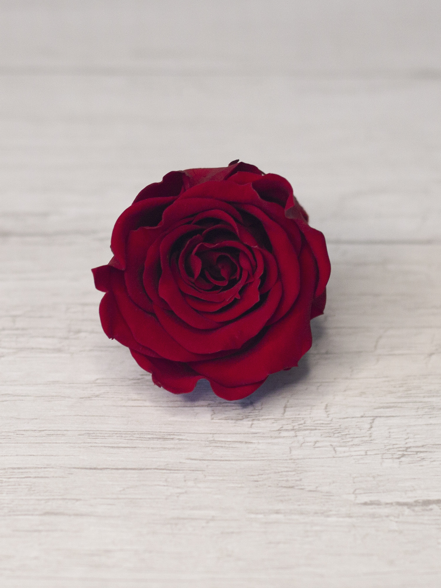 Роза стабилизированная RoseAmor S Red 02 красная