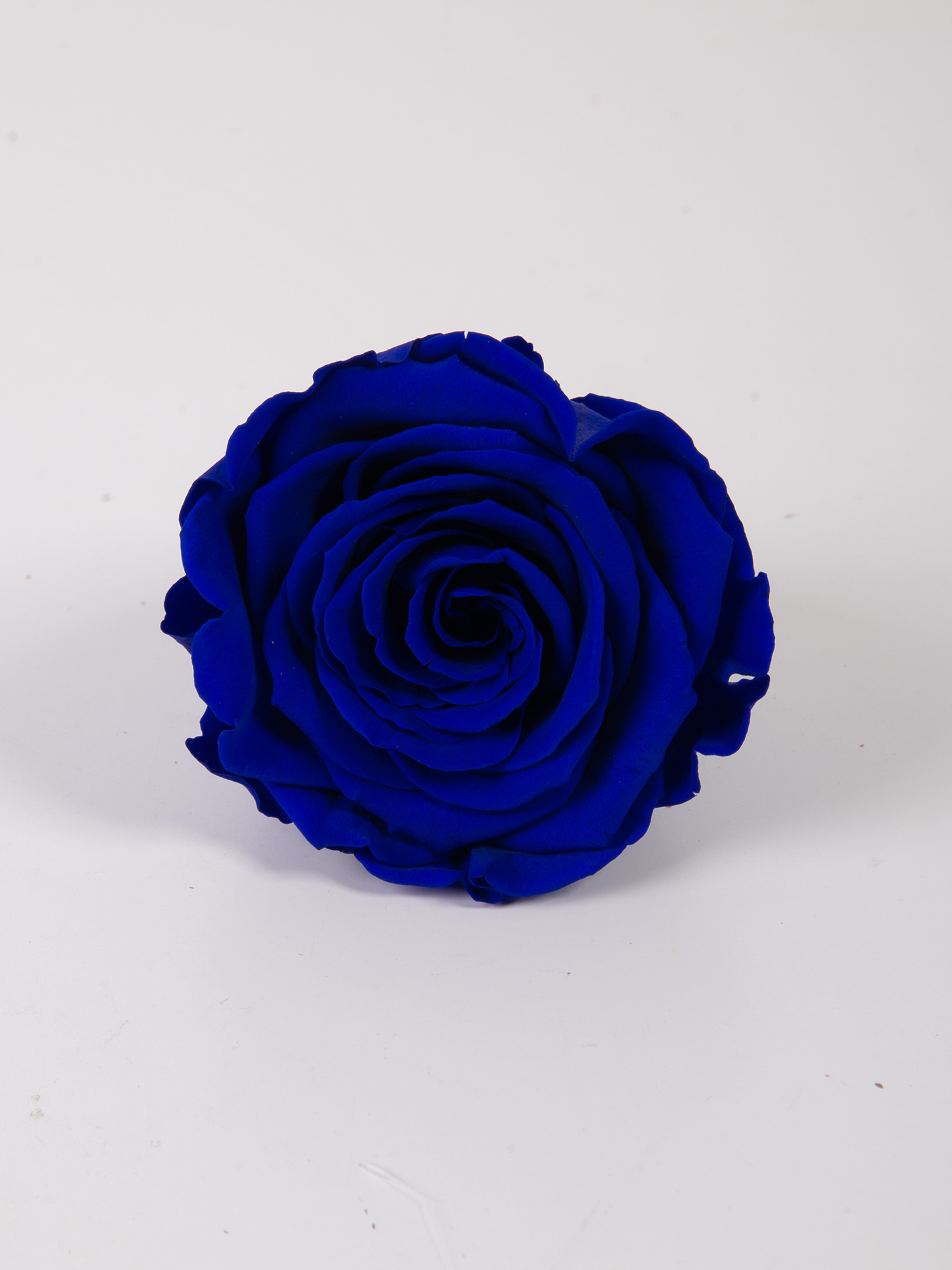 Троянда стабілізована RoseAmor LL+ Blu 03 синя