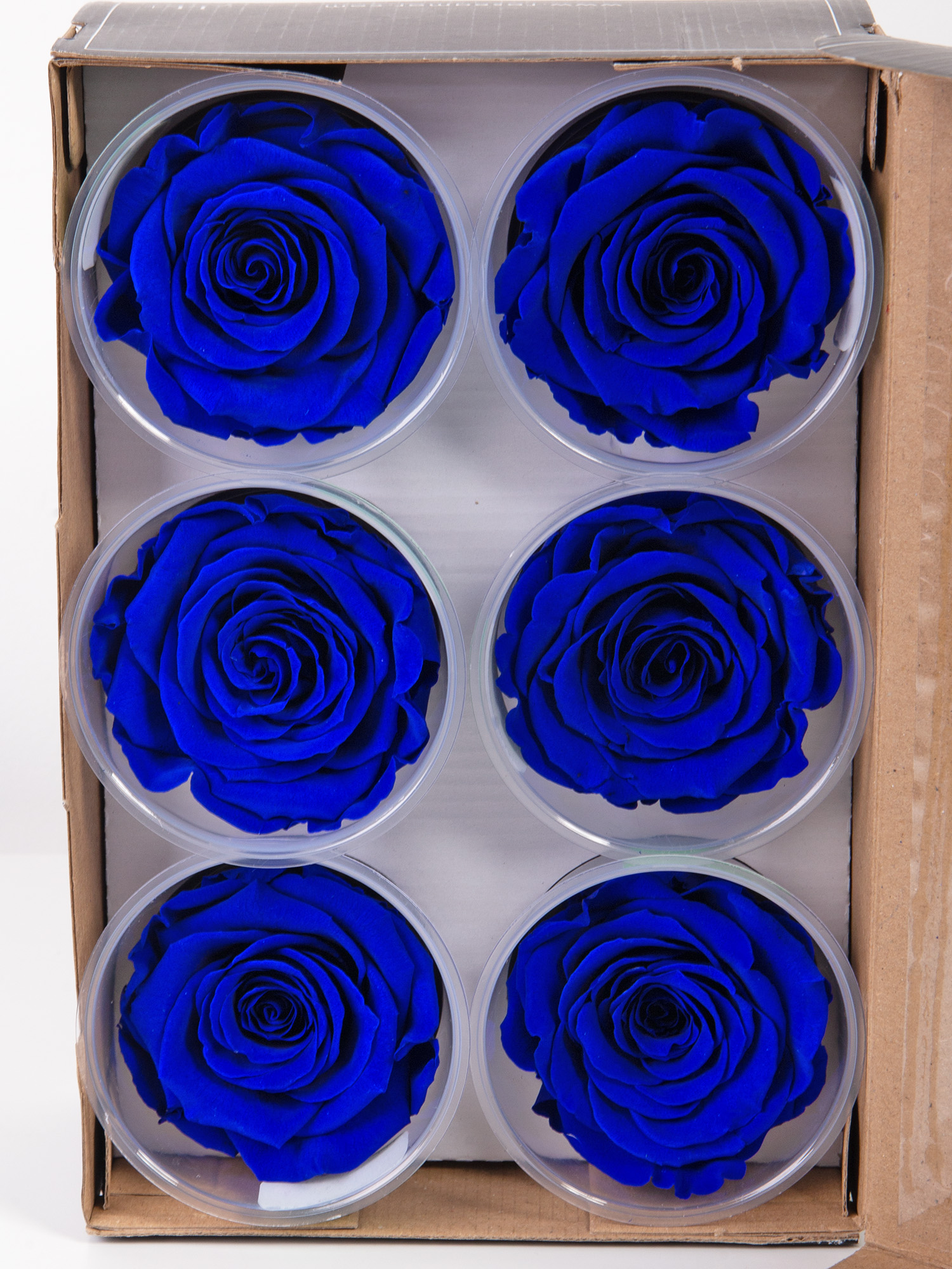 Троянда стабілізована RoseAmor LL+ Blu 03 синя