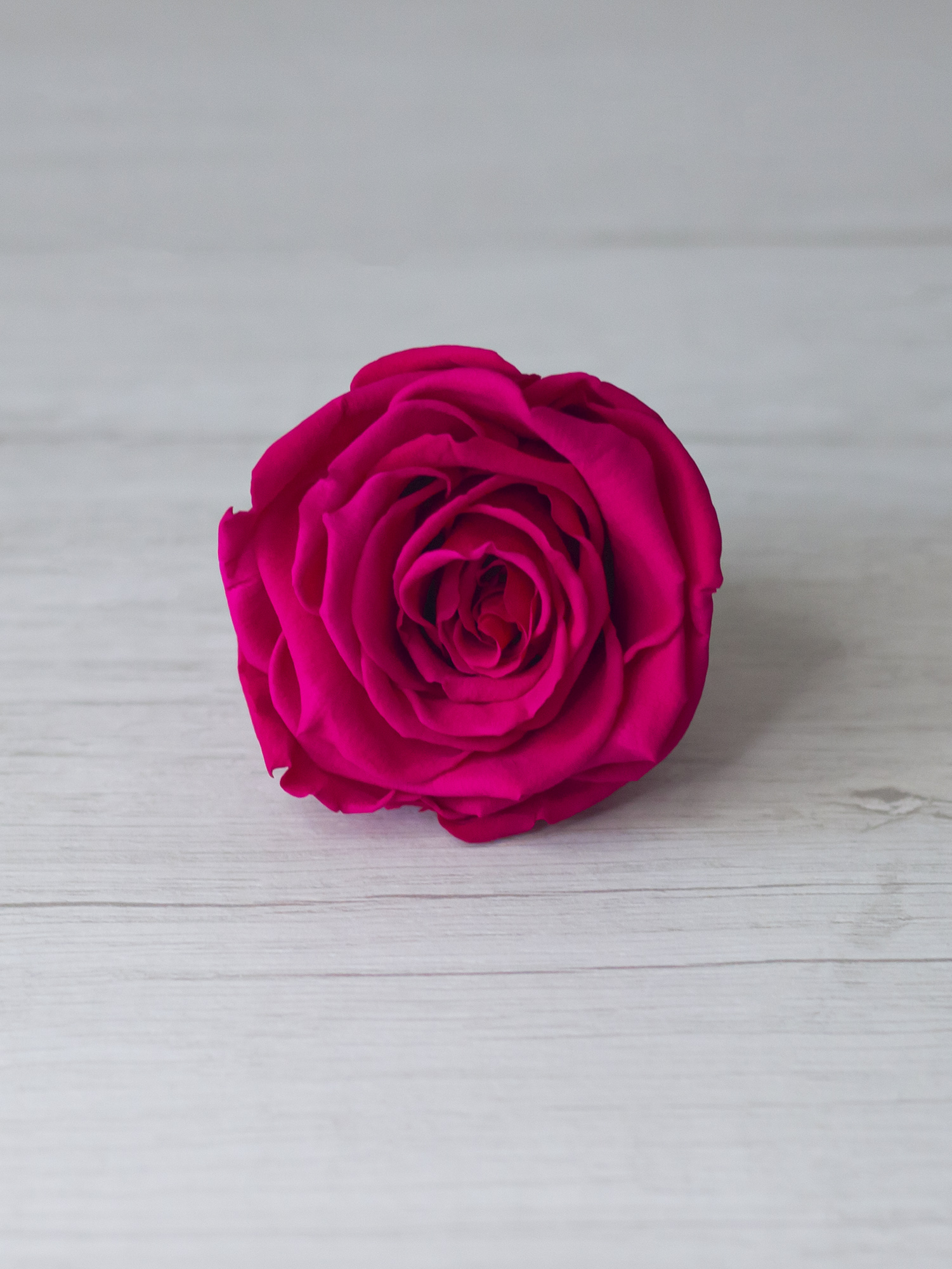 Роза стабилизированная RoseAmor LL+ Pin 03 малиновая