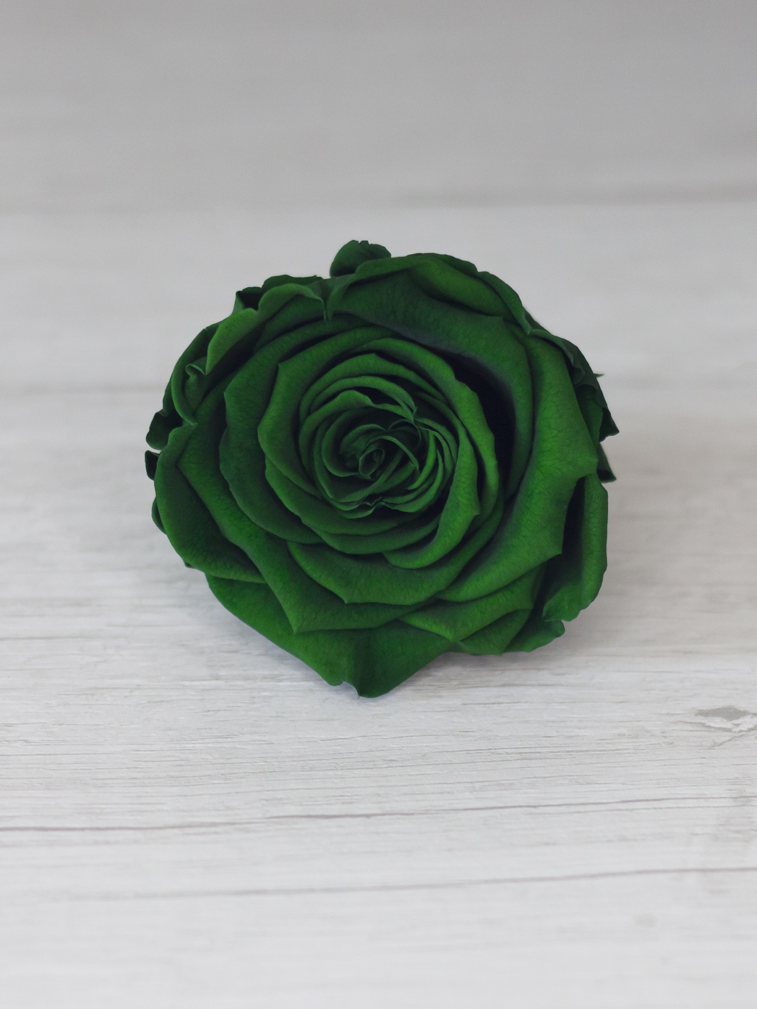 Роза стабилизированная RoseAmor LL+ Gre 02 зеленая