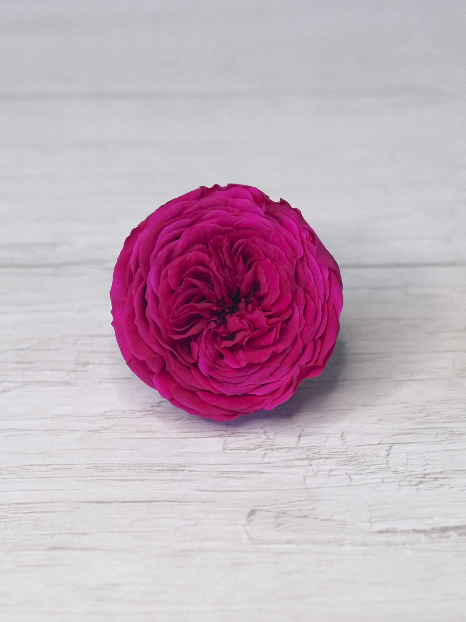 Роза стабилизированная RoseAmor S AL Pin 03 пионовидная малиновая