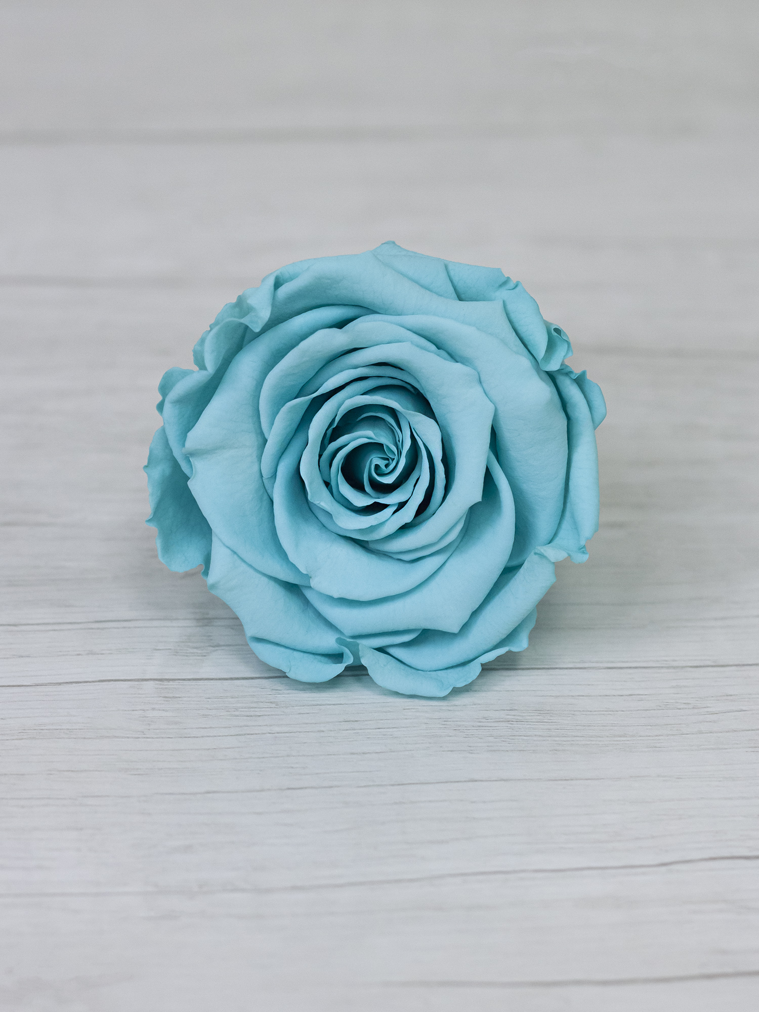 Роза стабилизированная RoseAmor LL+ Blu 02 аквамариновая