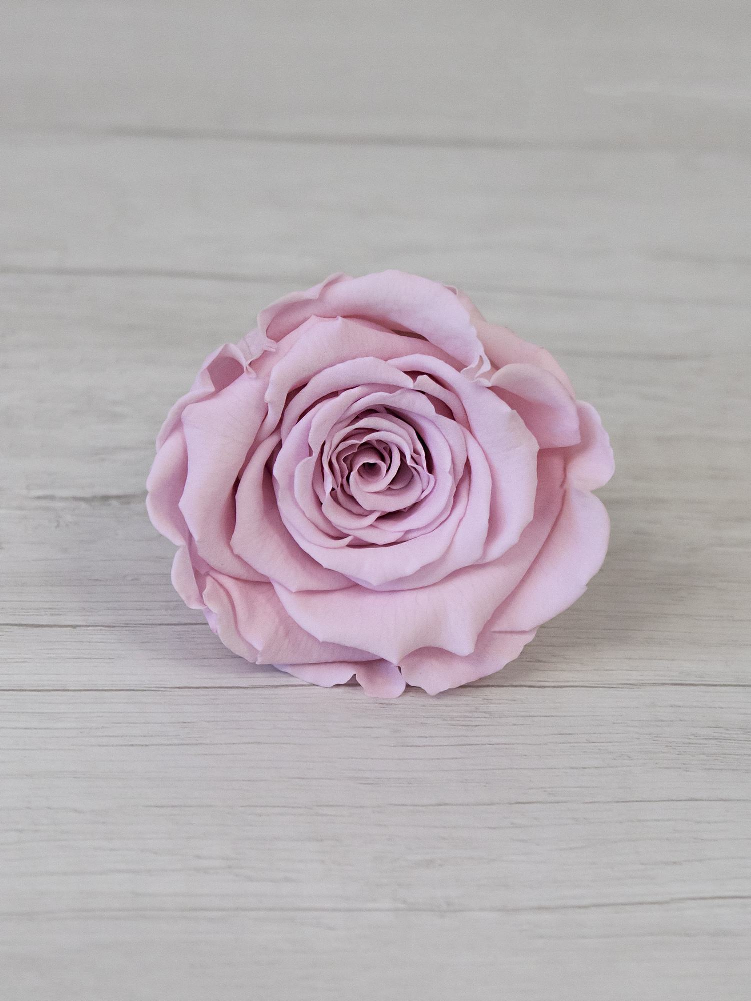 Роза стабилизированная RoseAmor LL+ Pin 04 светло-розовая
