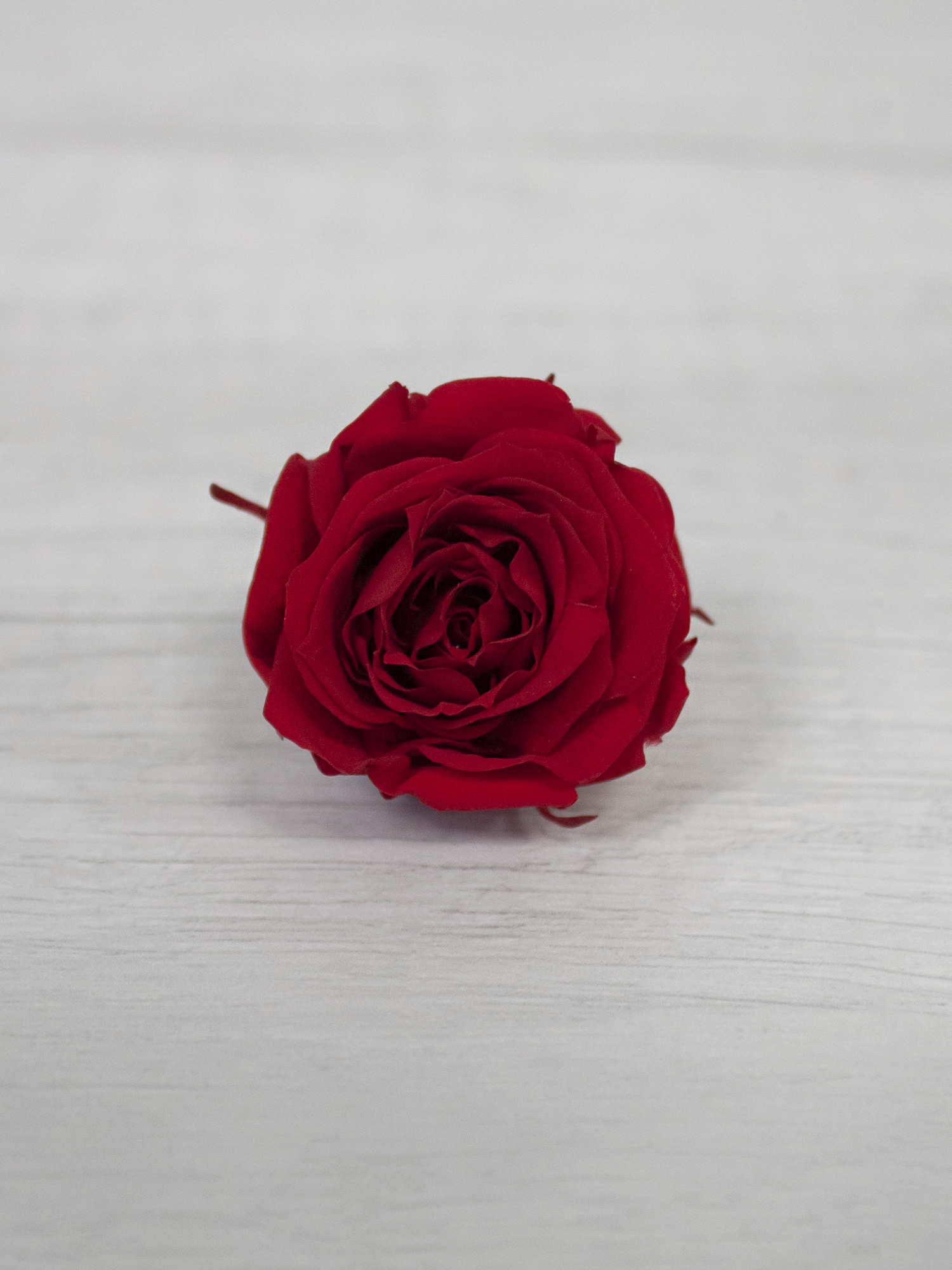 Роза стабилизированная RoseAmor XS Red 02 красная