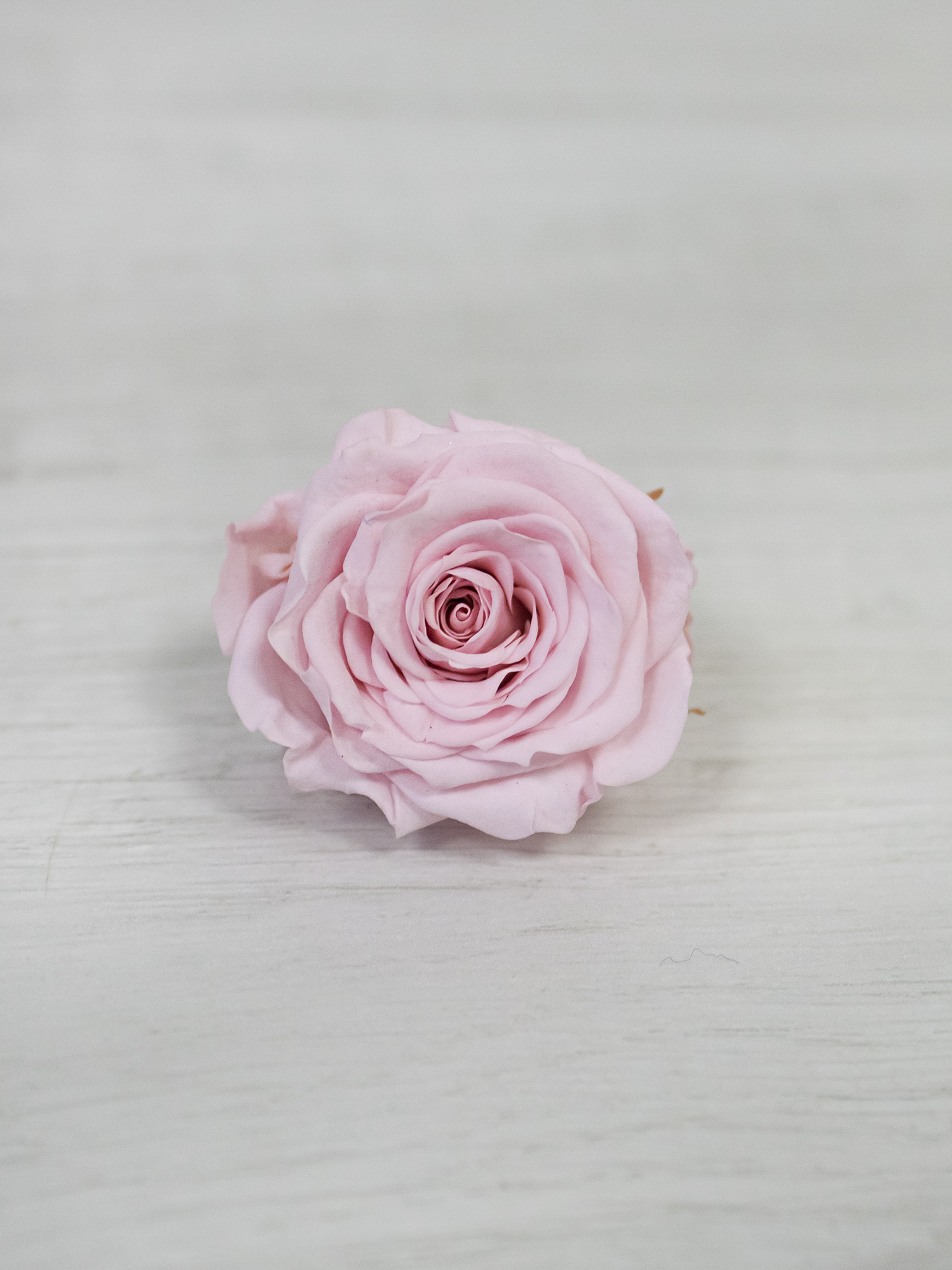 Роза стабилизированная RoseAmor XS Pin 04 светло-розовая