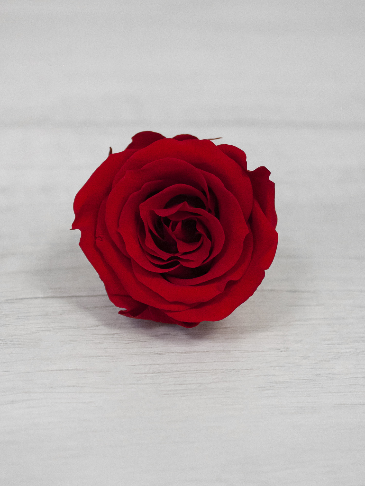 Роза стабилизированная RoseAmor M Red 02 красная