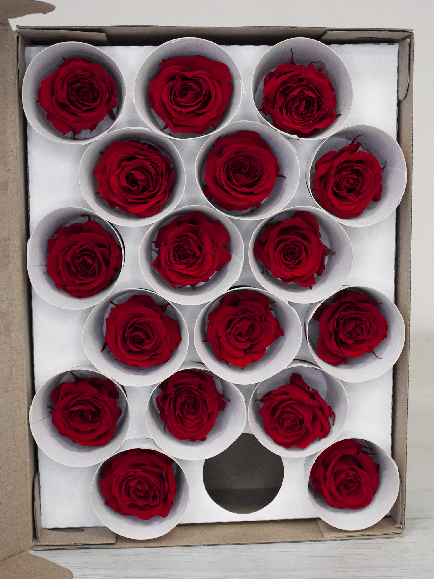 Роза стабилизированная RoseAmor XS Red 02 красная