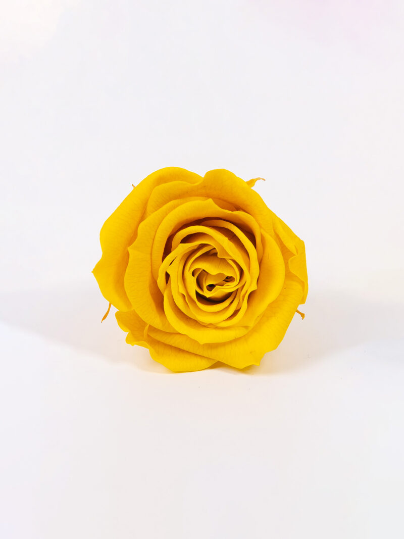 Троянда стабілізована RoseAmor S Yel 02 жовта Троянда стабілізована RoseAmor S Yel 02 жовта