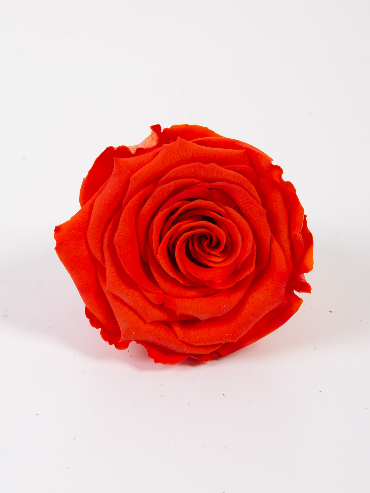 Роза стабилизированная RoseAmor XL Bic 08 розовая