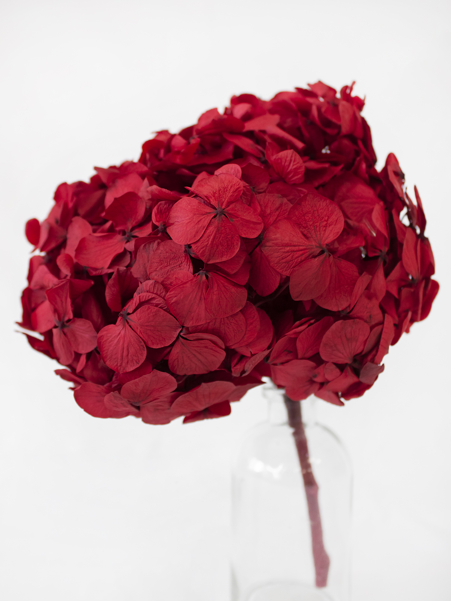 Гортензія широколиста стабілізована на гілці RoseAmor Red 02 червона Гортензія широколиста стабілізована на гілці RoseAmor Red 02 червона