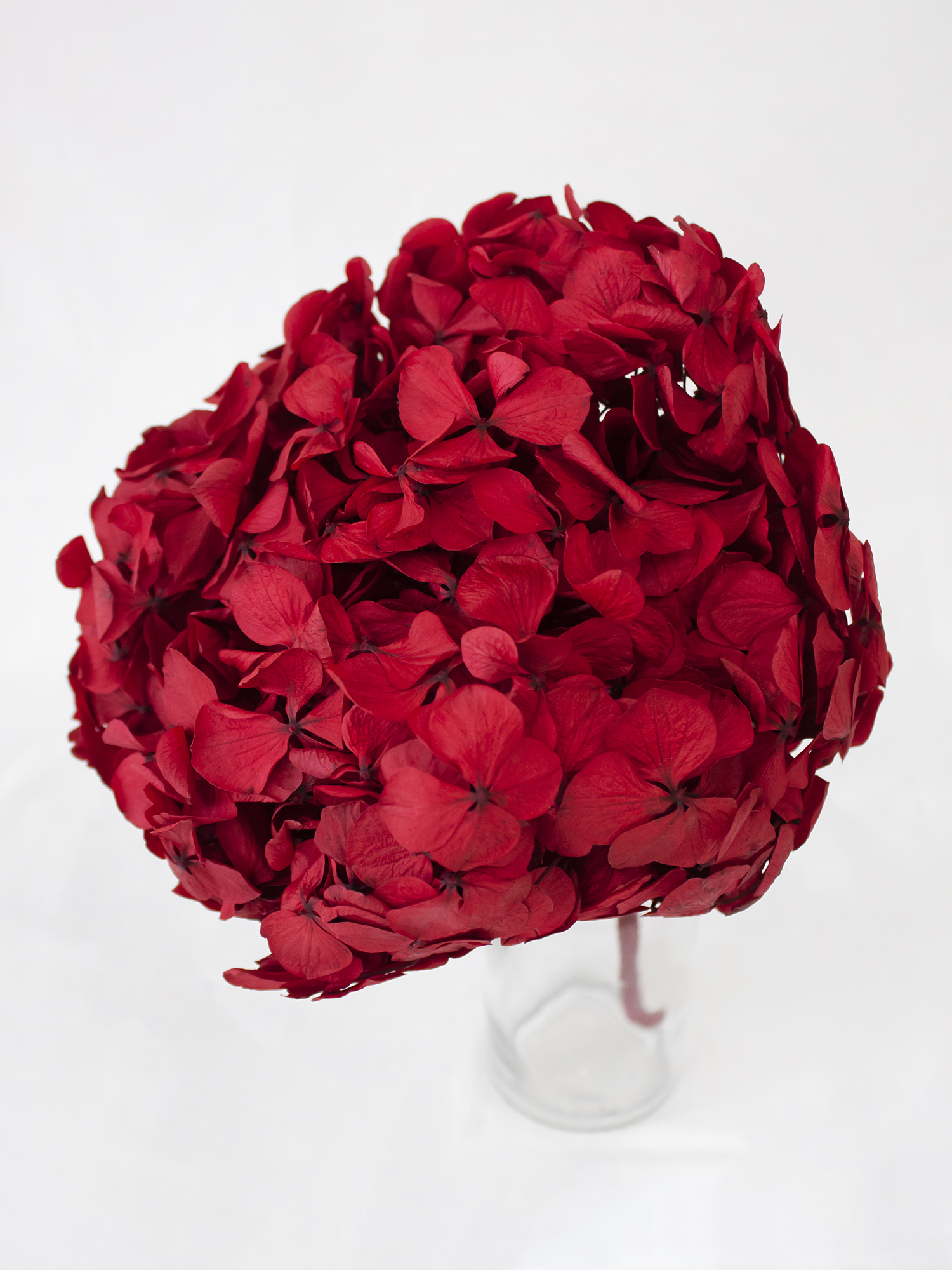 Гортензія широколиста стабілізована на гілці RoseAmor Red 02 червона Гортензія широколиста стабілізована на гілці RoseAmor Red 02 червона