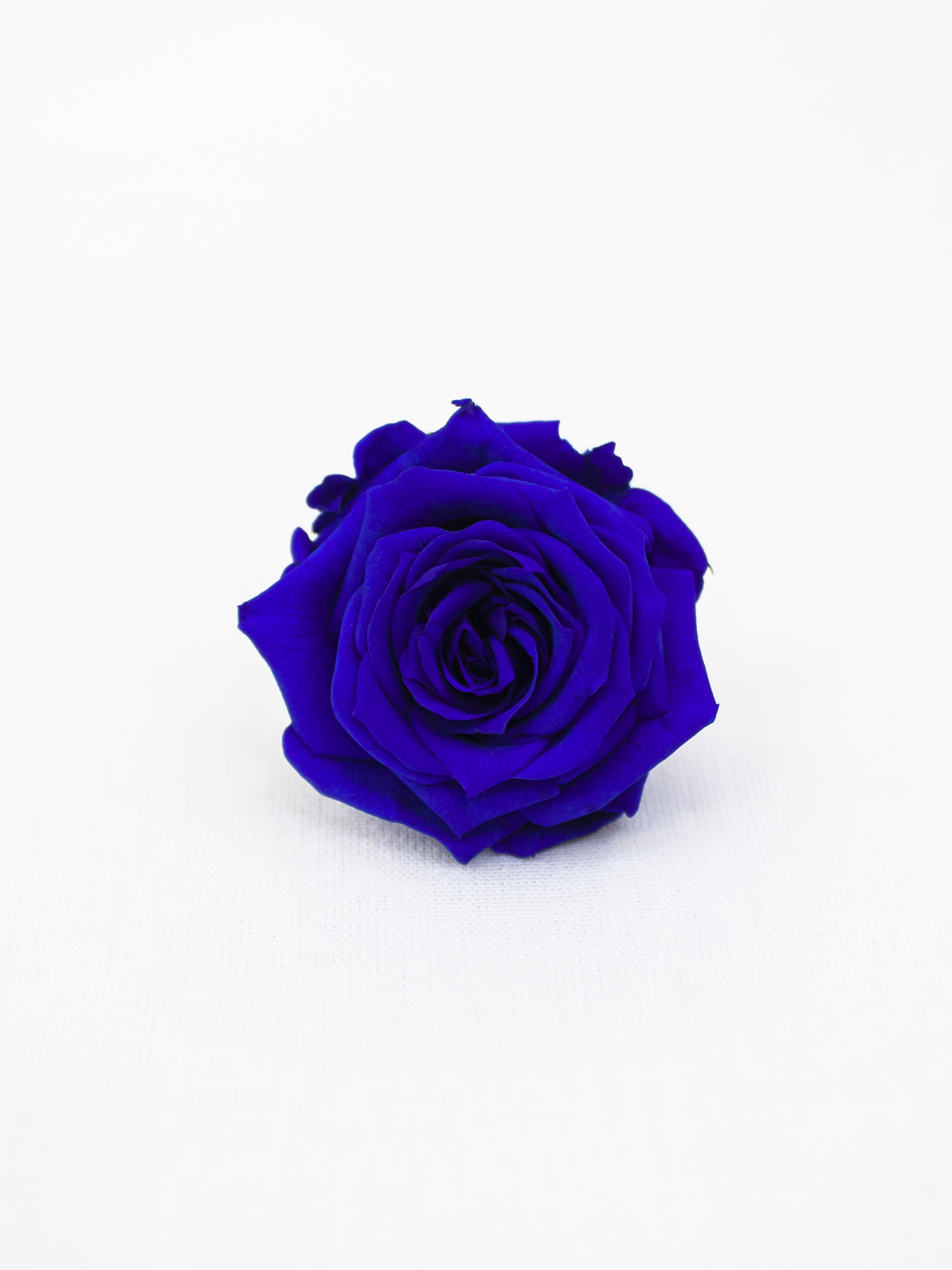 Троянда стабілізована RoseAmor XS Blu 03 синя