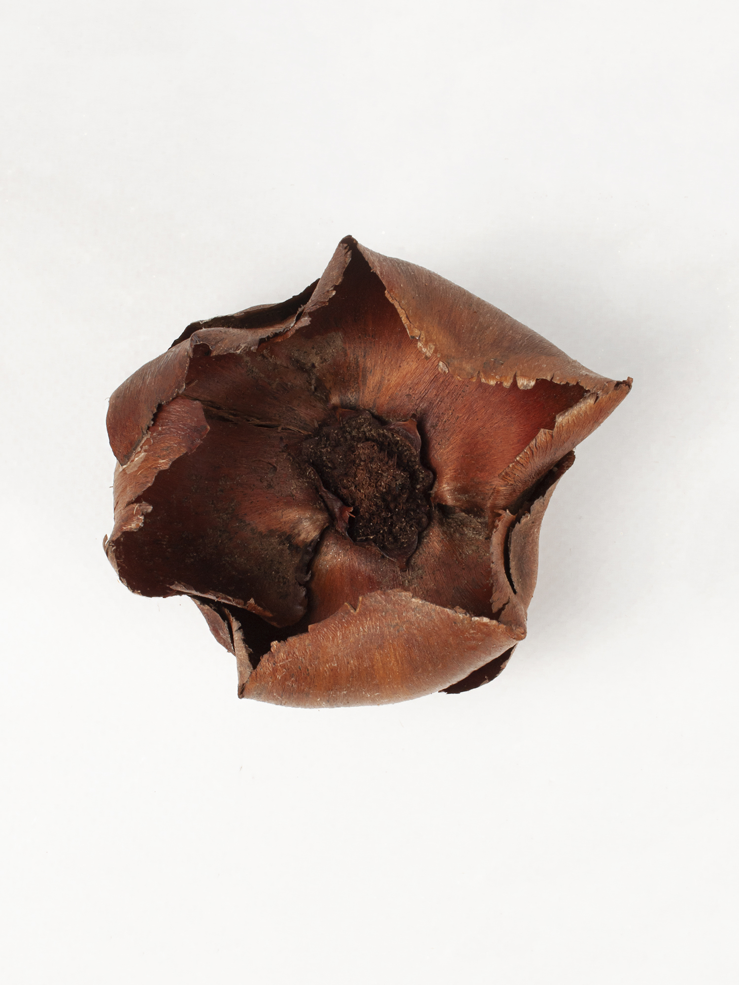 Пальмова квітка (palm cup)