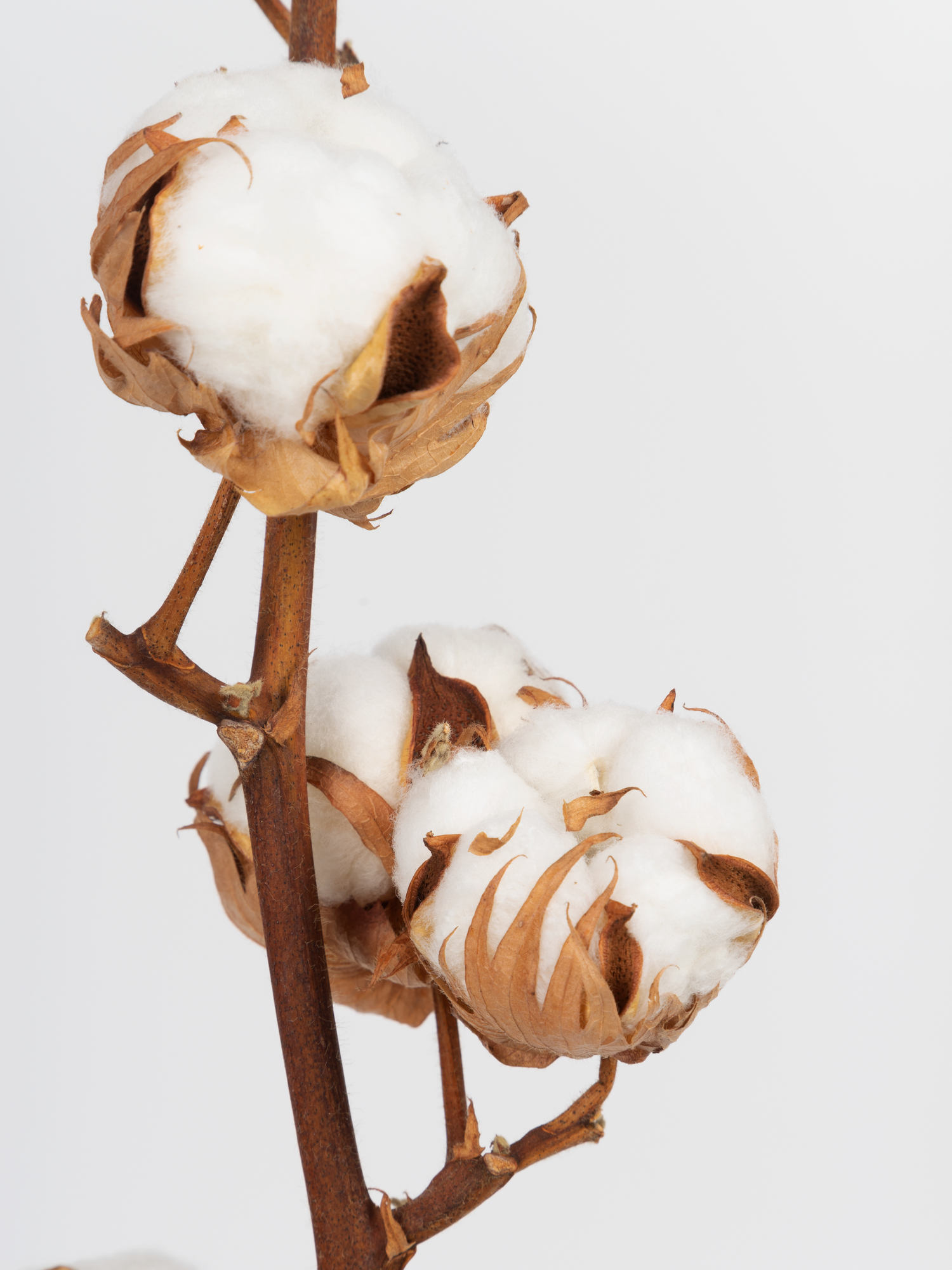 Бавовна дика на гілці (7 бутонів)
