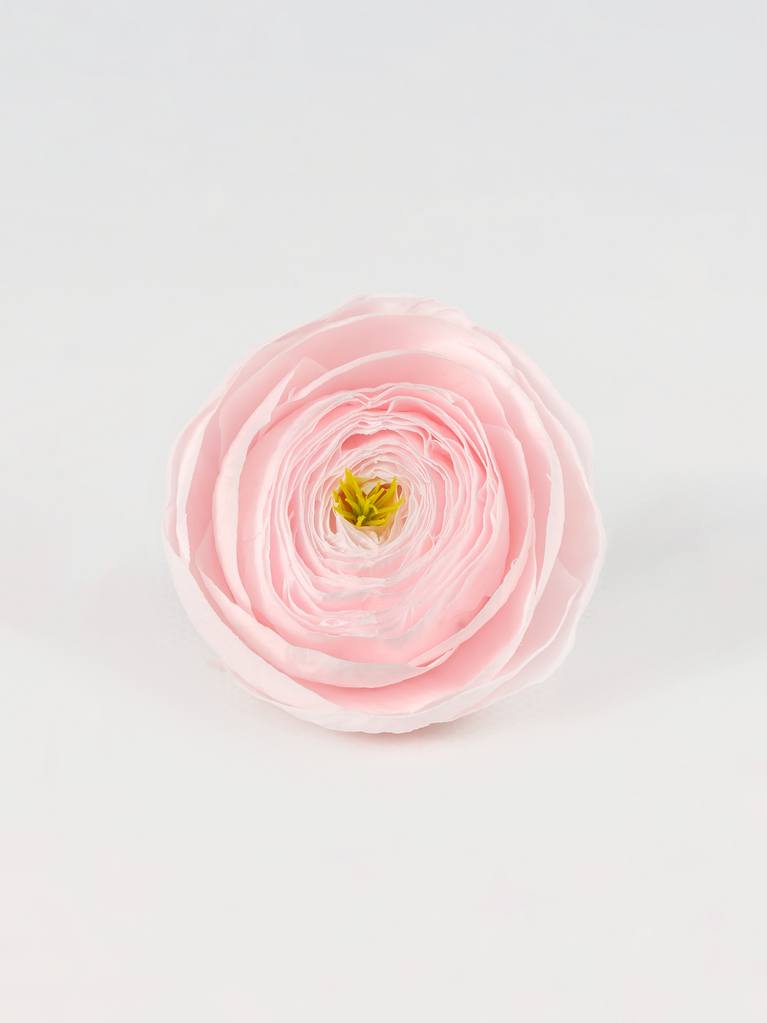 Ранункулюс стабилизированный RoseAmor Pin 89 светло-розовый