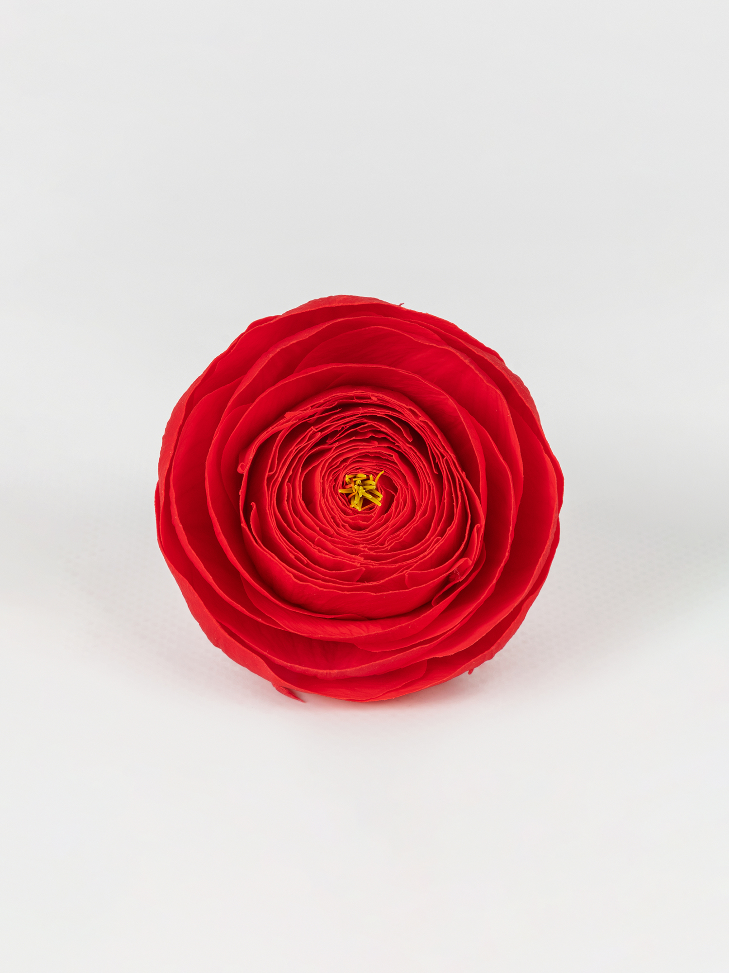 Ранункулюс стабилизированный RoseAmor Red 99 красный