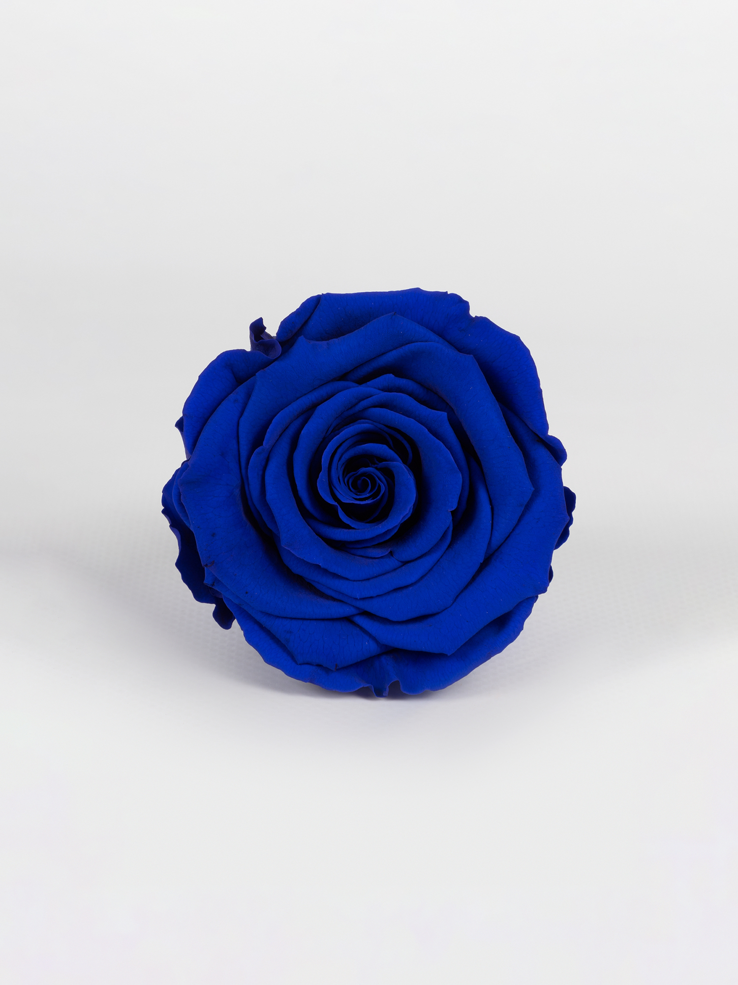 Троянда стабілізована RoseAmor XL Blu 03 синя