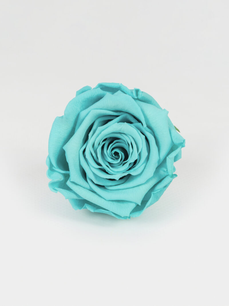 Троянда стабілізована RoseAmor XL Blu 02 аквамаринова Троянда стабілізована RoseAmor XL Blu 02 аквамаринова