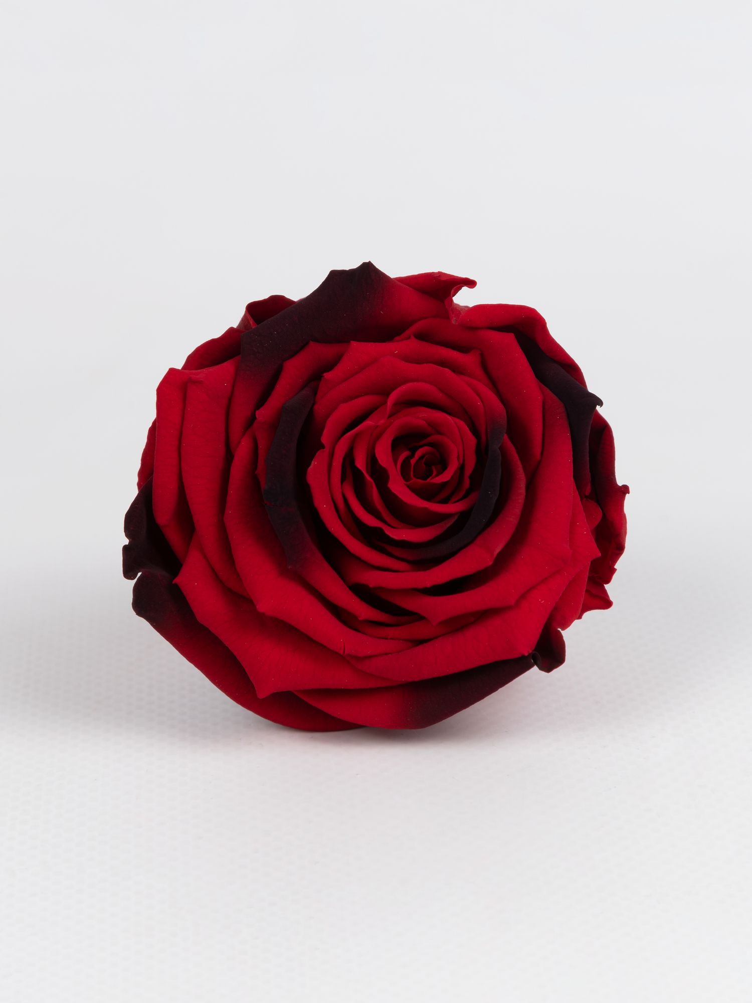 Троянда стабілізована RoseAmor LL+ Red 03 червона градієнт