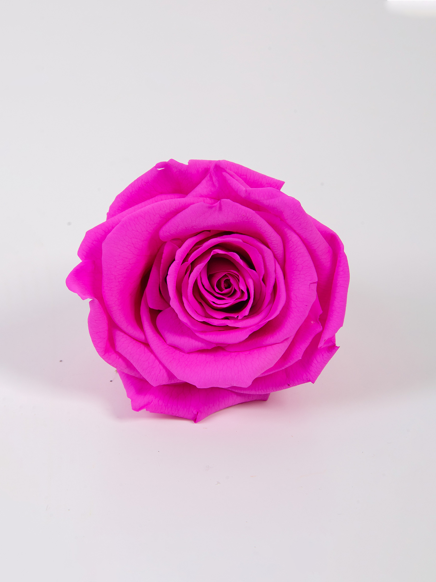 Роза стабилизированная RoseAmor L Pin 07 фуксия