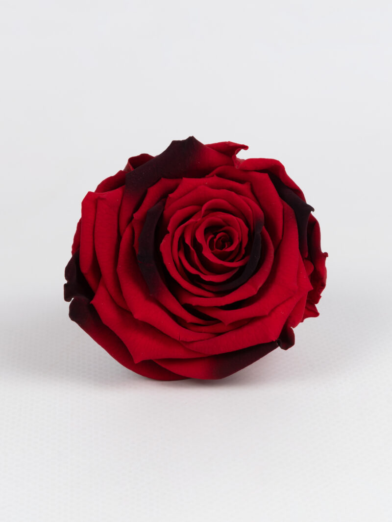 Роза стабилизированная RoseAmor LL+ Red 03 красная градиент Роза стабилизированная RoseAmor LL+ Red 03 красная градиент