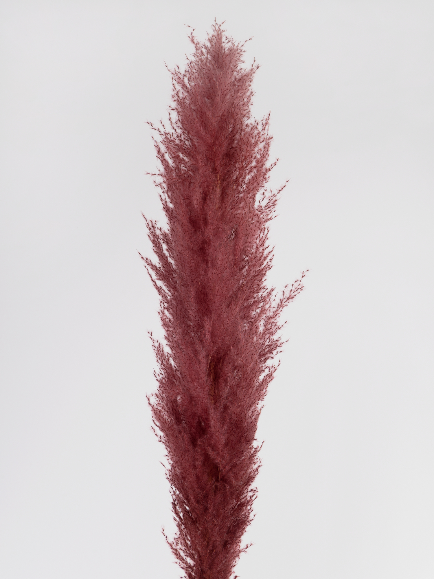 Кортадерія малинова (135 см)