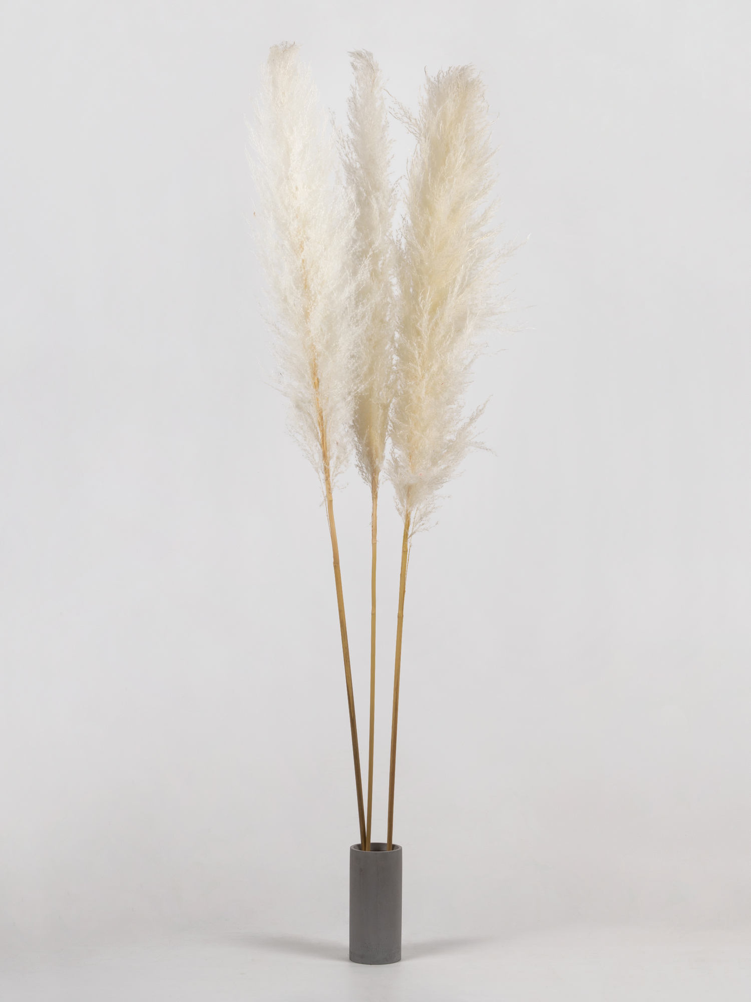 Кортадерия белая (135 см)