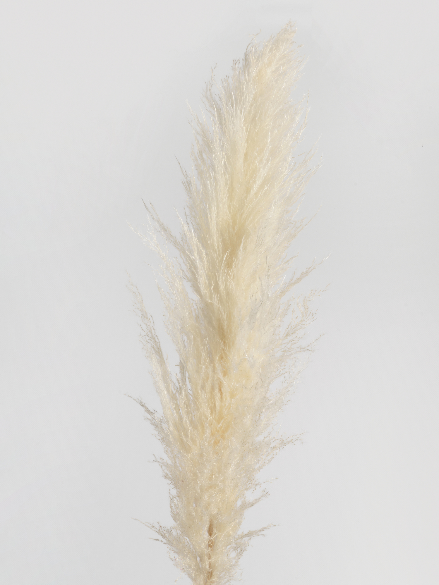 Кортадерия белая (135 см)