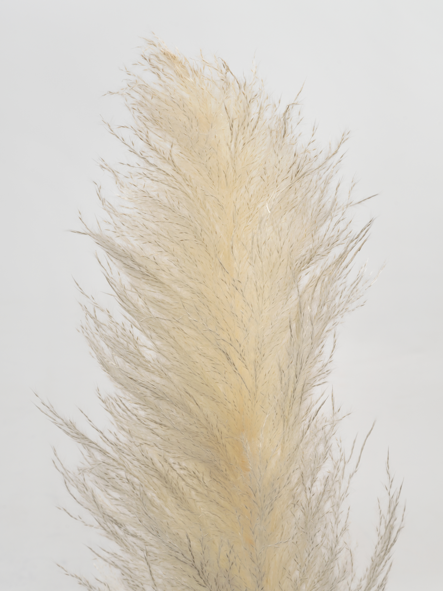 Кортадерія біла (135 см)