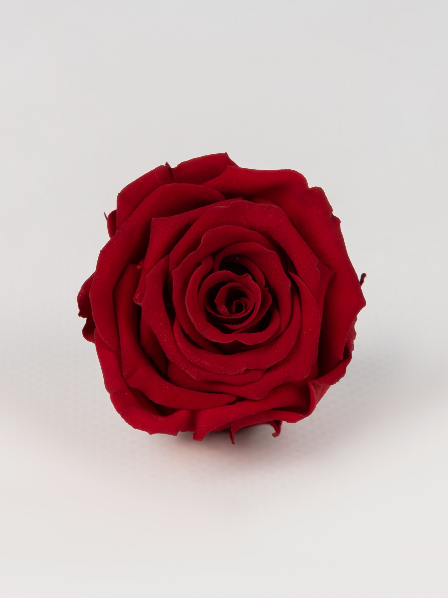 Роза стабилизированная RoseAmor S Red 01 Бургунди