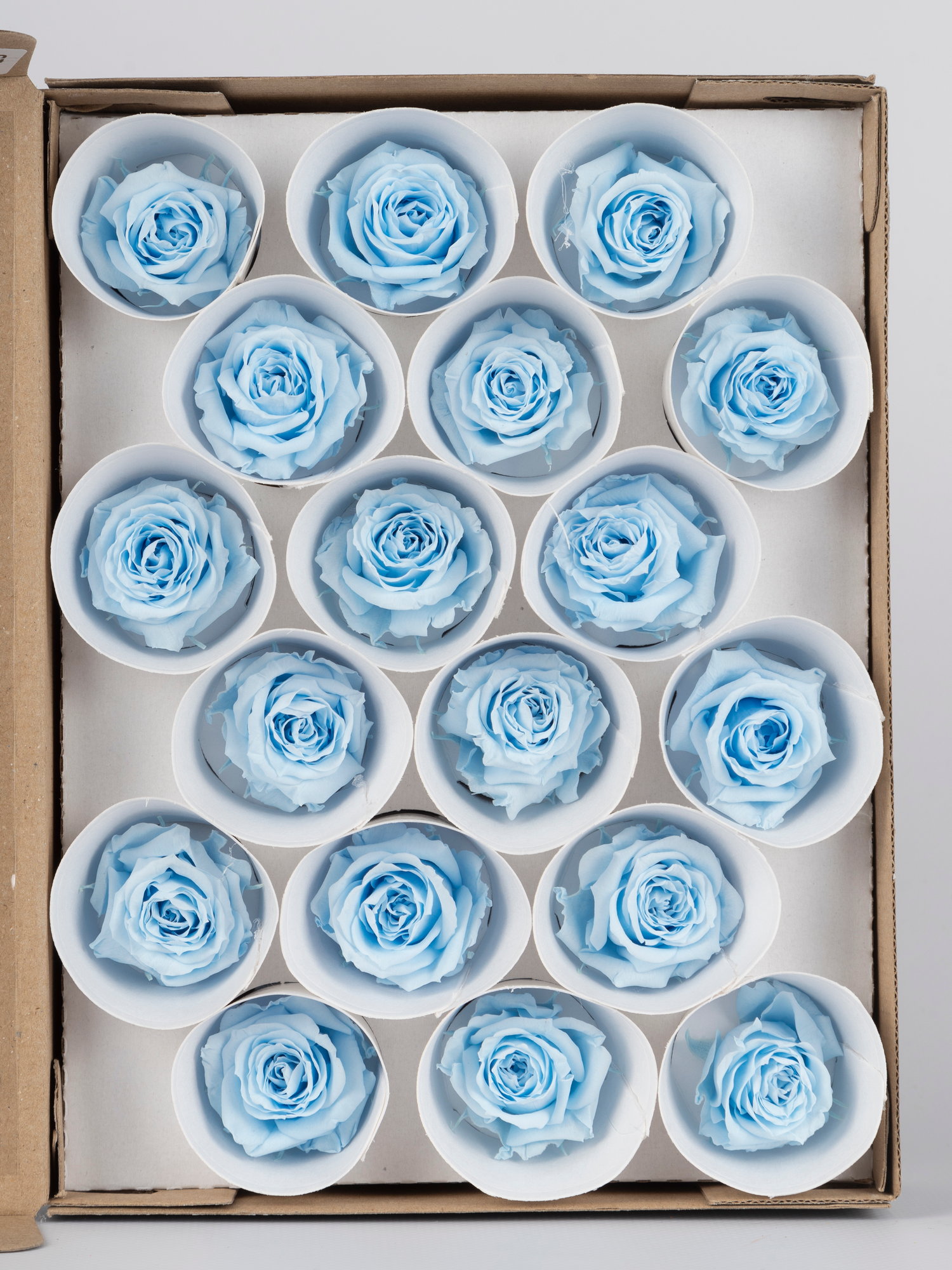 Роза стабилизированная RoseAmor XS Blu 89 голубая