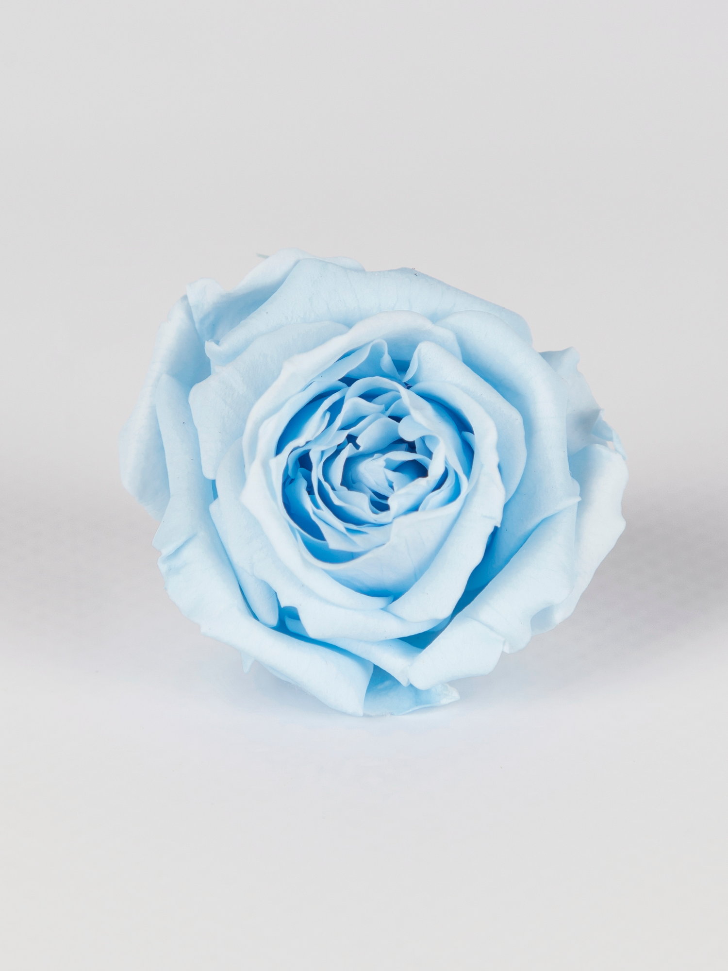 Роза стабилизированная RoseAmor XS Blu 89 голубая