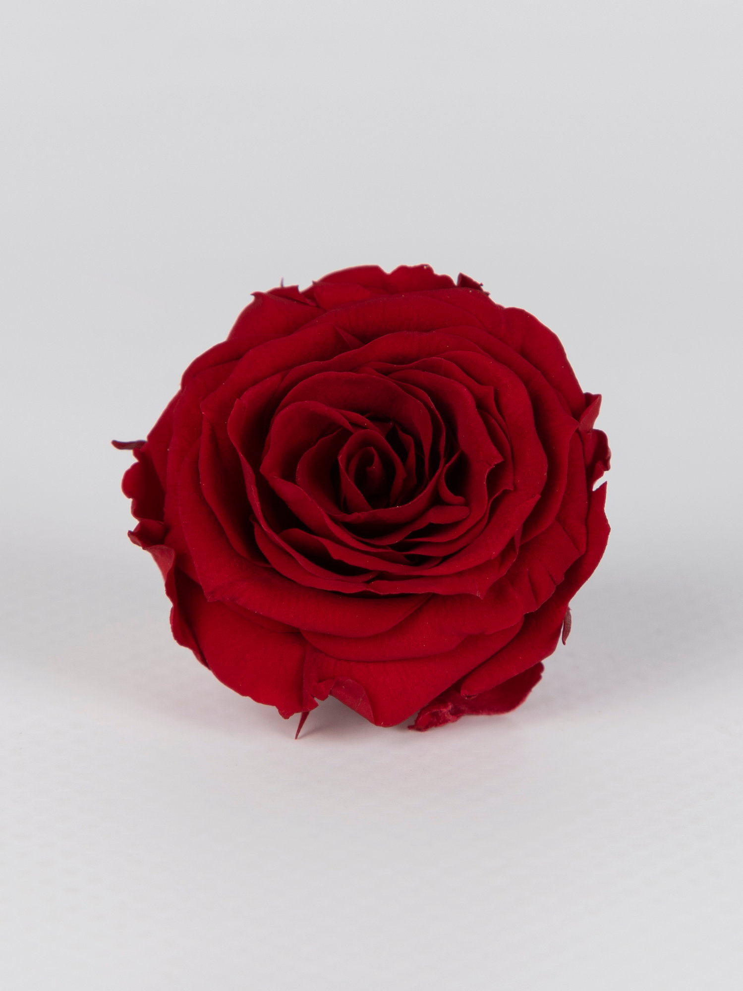 Роза стабилизированная RoseAmor XS Red 01 бургунди