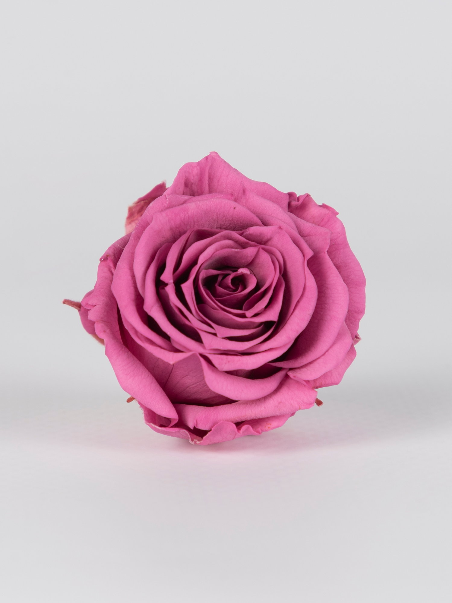 Роза стабилизированная RoseAmor XS Vio 02 лиловая