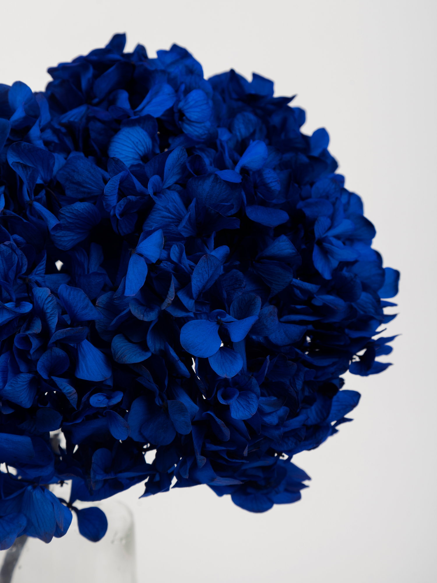 Гортензия широколистая стабилизированная на ветке RoseAmor Blu 03 синяя