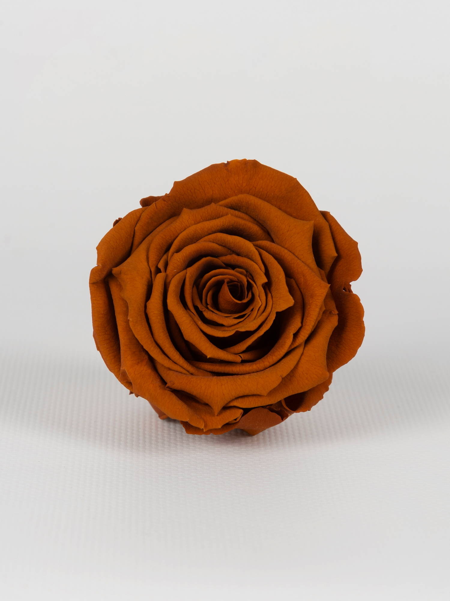 Роза стабилизированная RoseAmor LL+ Toff 02 карамельная