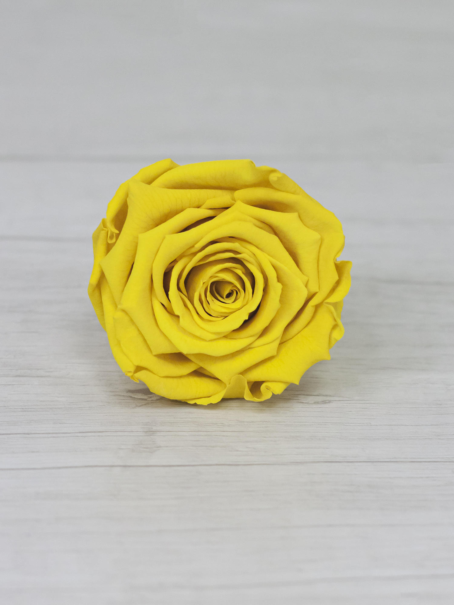 Троянда стабілізована RoseAmor L Yel 02 жовта