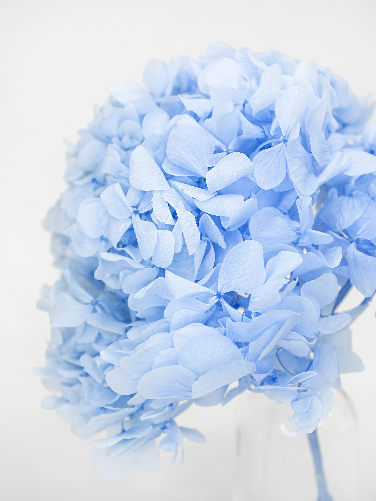 Гортензія широколиста стабілізована на гілці RoseAmor XL Blu 89 блакитна