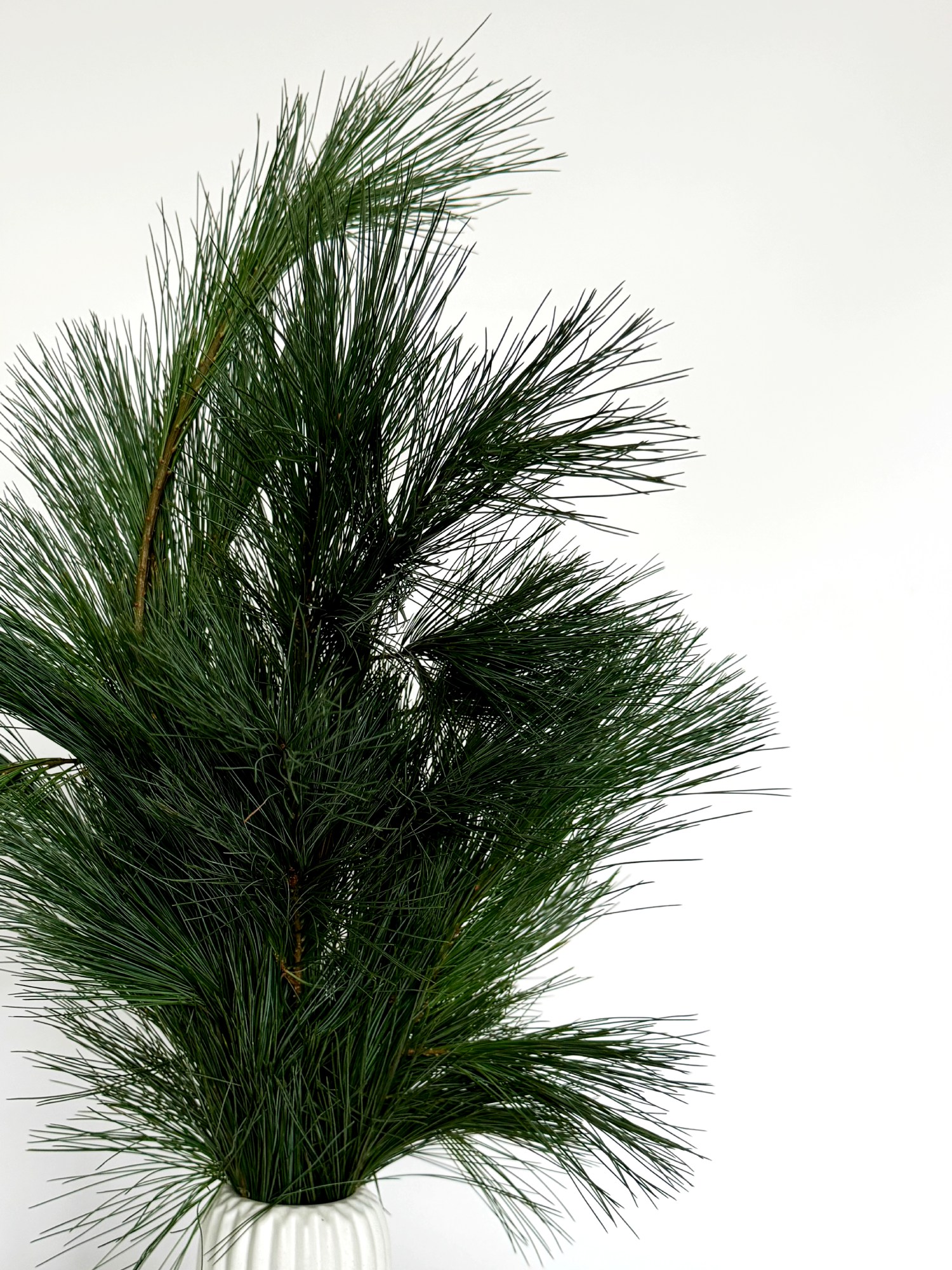 Сосна Веймутова (Pinus strobus) гілки натуральні