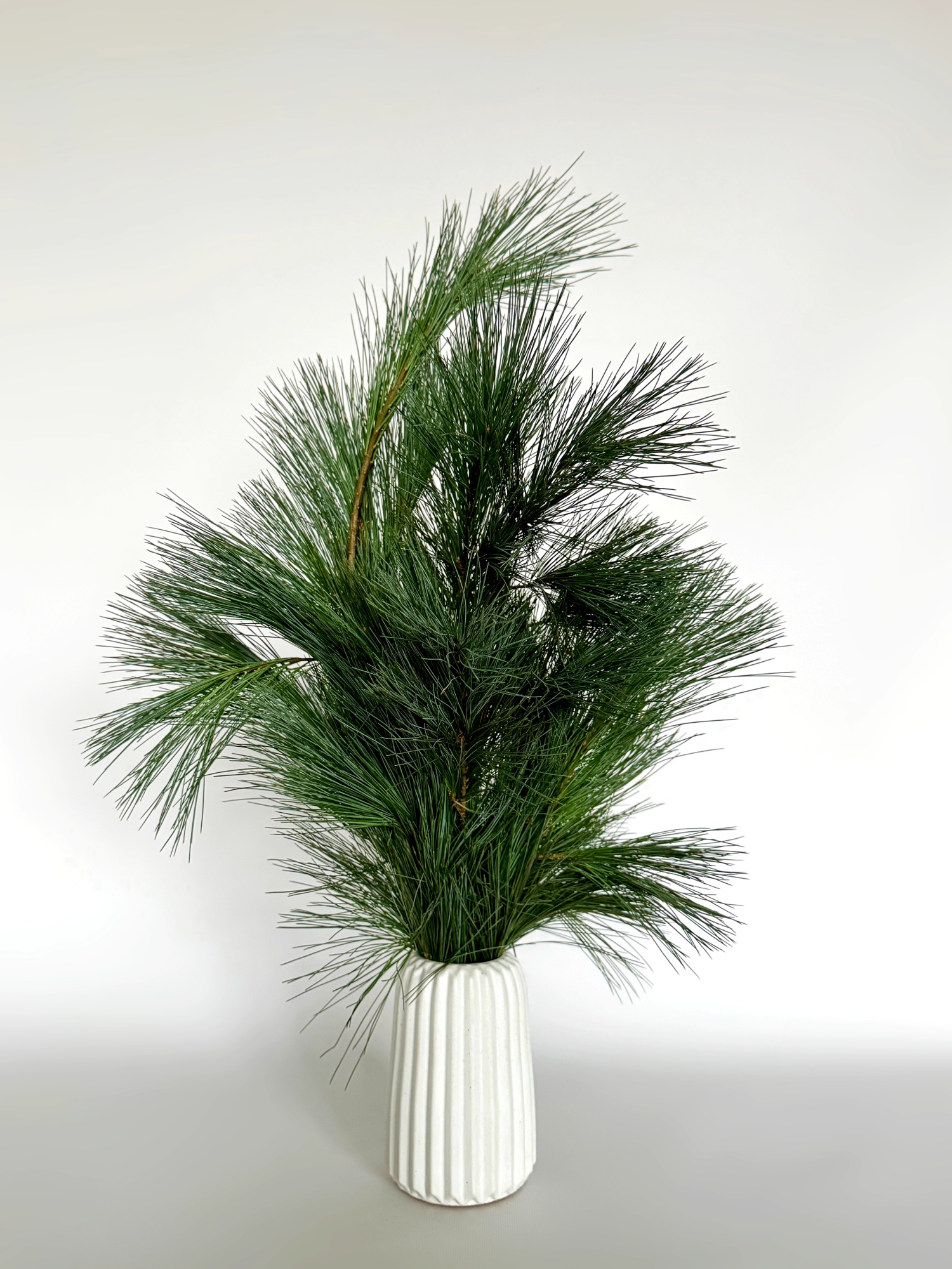 Сосна Веймутова (Pinus strobus) гілки натуральні