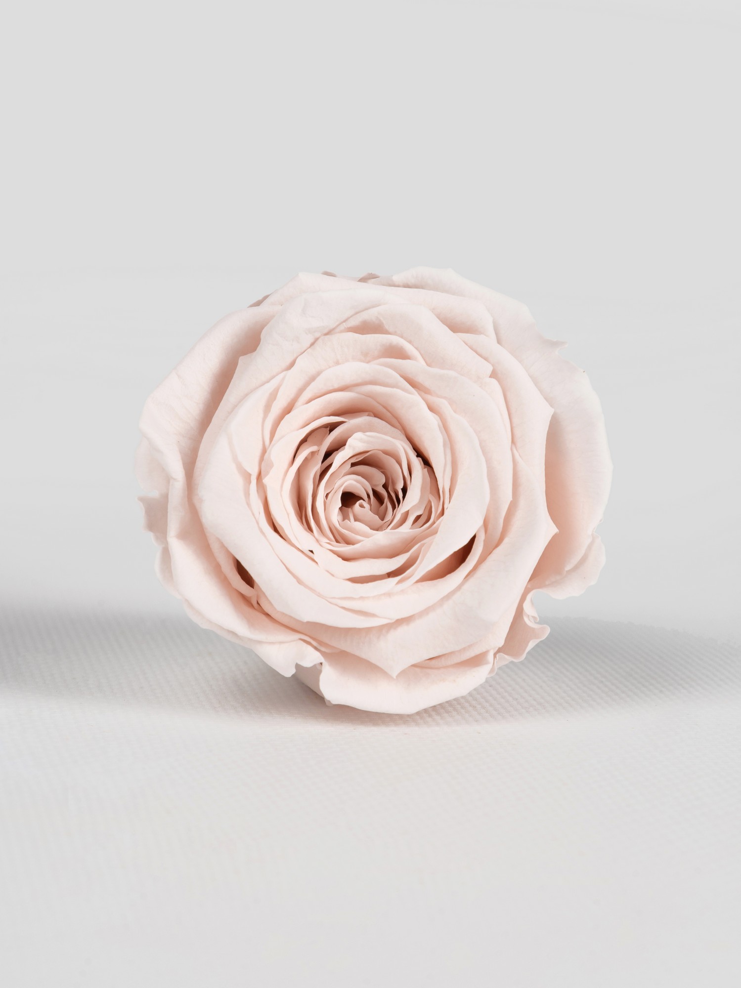Троянда стабілізована RoseAmor XL Pin 79 блідо-рожева