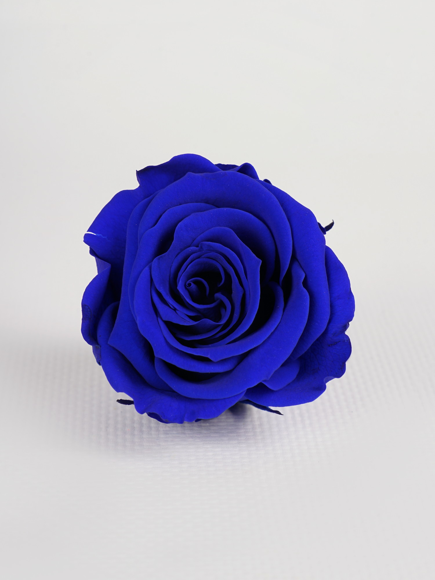 Роза стабилизированная RoseAmor M Blu 03 синяя