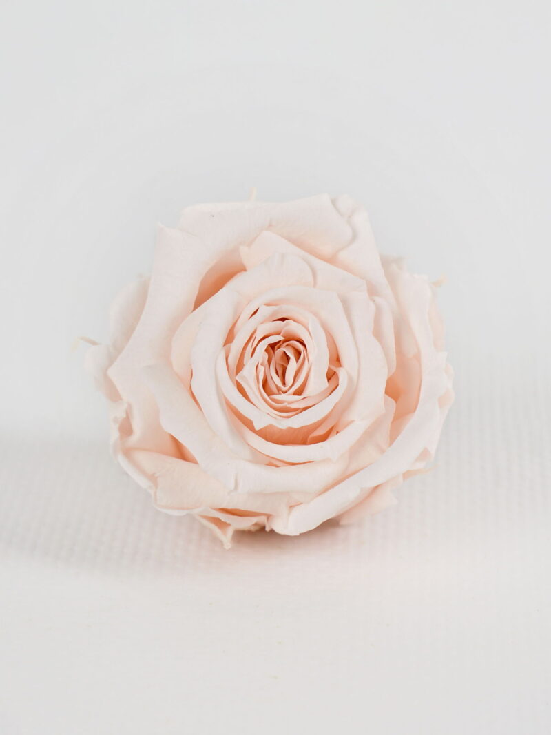 Троянда стабілізована RoseAmor S Pin 79 блідо-рожева Троянда стабілізована RoseAmor S Pin 79 блідо-рожева