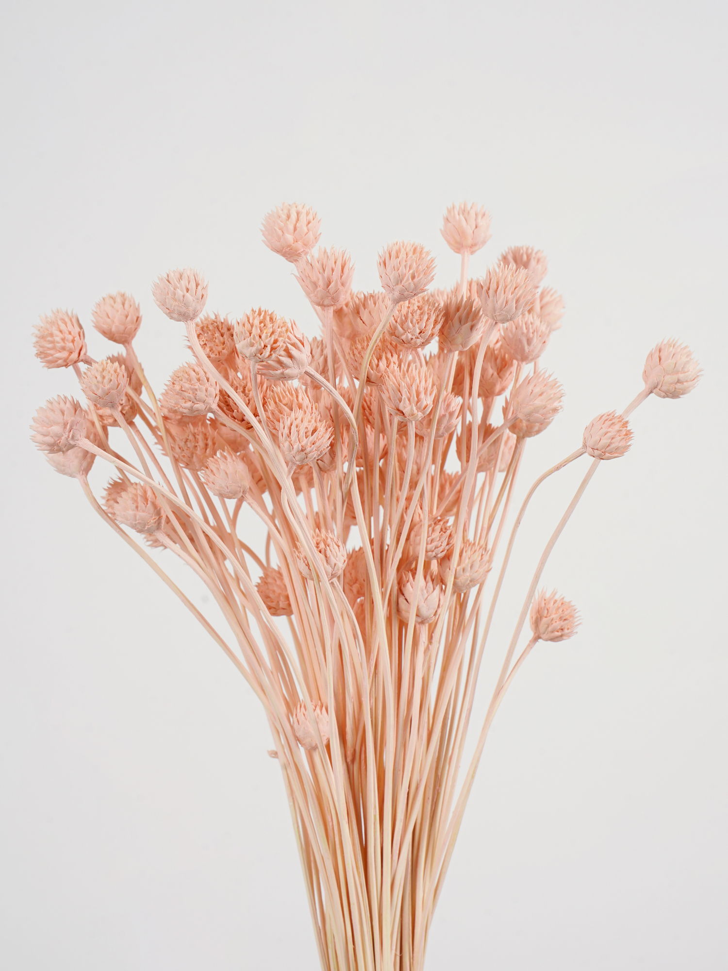 Цефалярия (головчатка) розовая